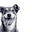 Hormone Health For Dogs logo