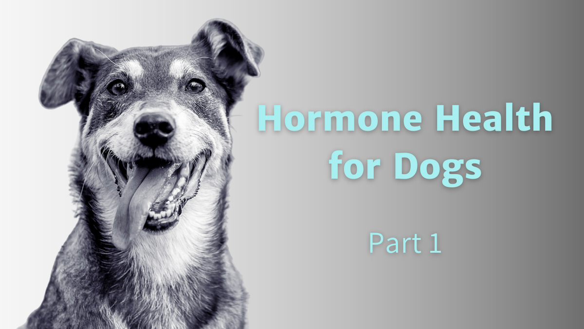 Hormone Health For Dogs