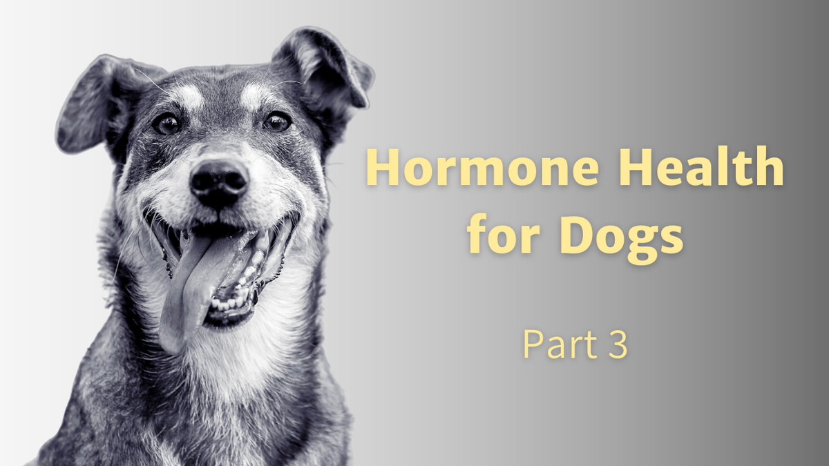 Hormone Health For Dogs