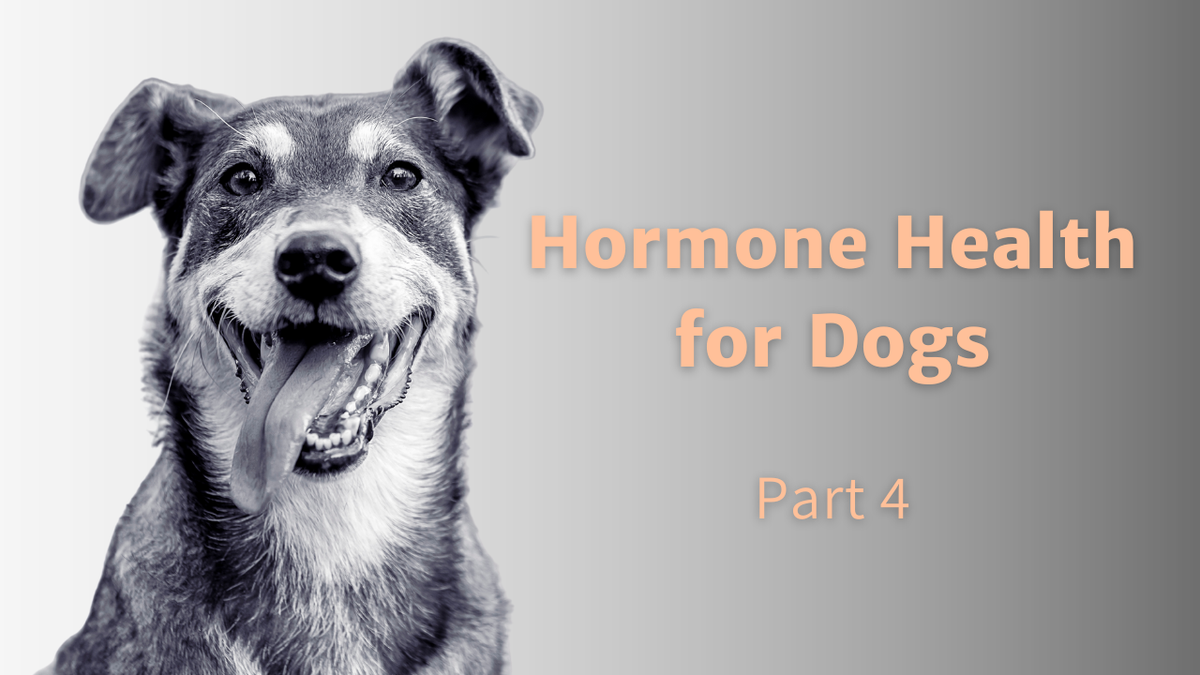 Hormone Health For Dogs